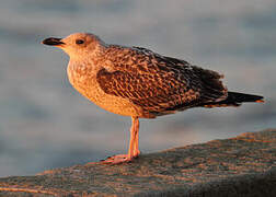 Great Black-backed Gull