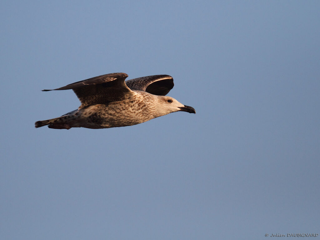 Great Black-backed GullFirst year, Flight