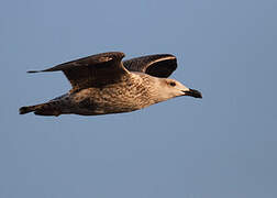 Great Black-backed Gull