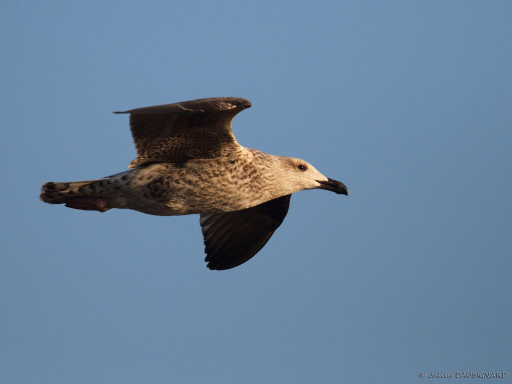 Great Black-backed GullFirst year, Flight