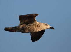 Great Black-backed Gull