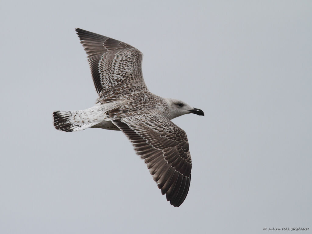 Great Black-backed GullFirst year, Flight