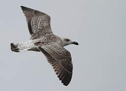 Great Black-backed Gull