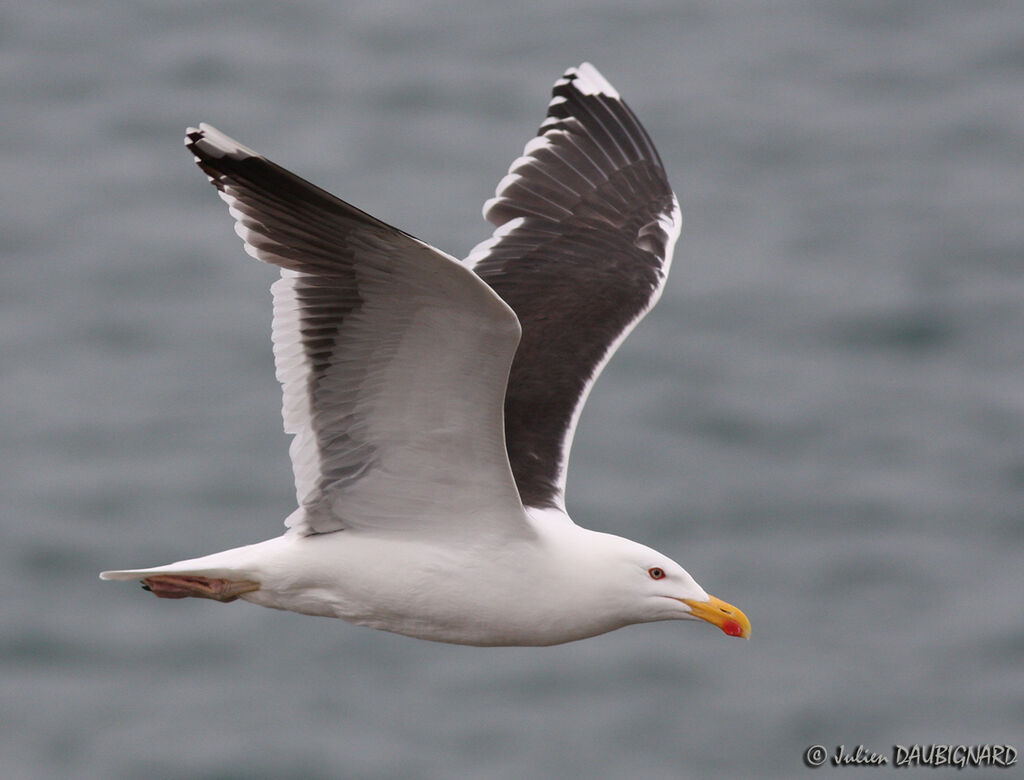 Great Black-backed Gulladult, Flight