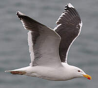 Great Black-backed Gull