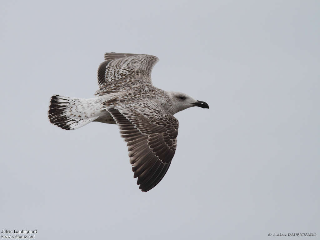 Great Black-backed GullFirst year, Flight