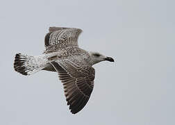 Great Black-backed Gull