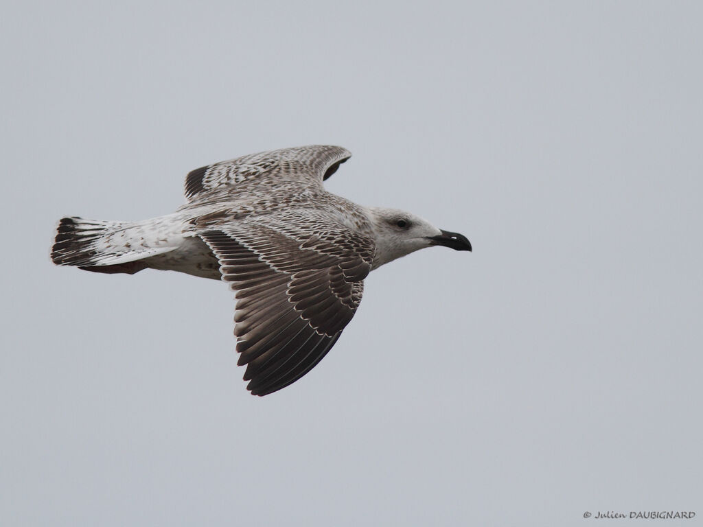 Great Black-backed GullFirst year, Flight