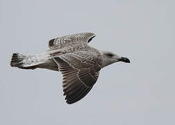 Great Black-backed Gull