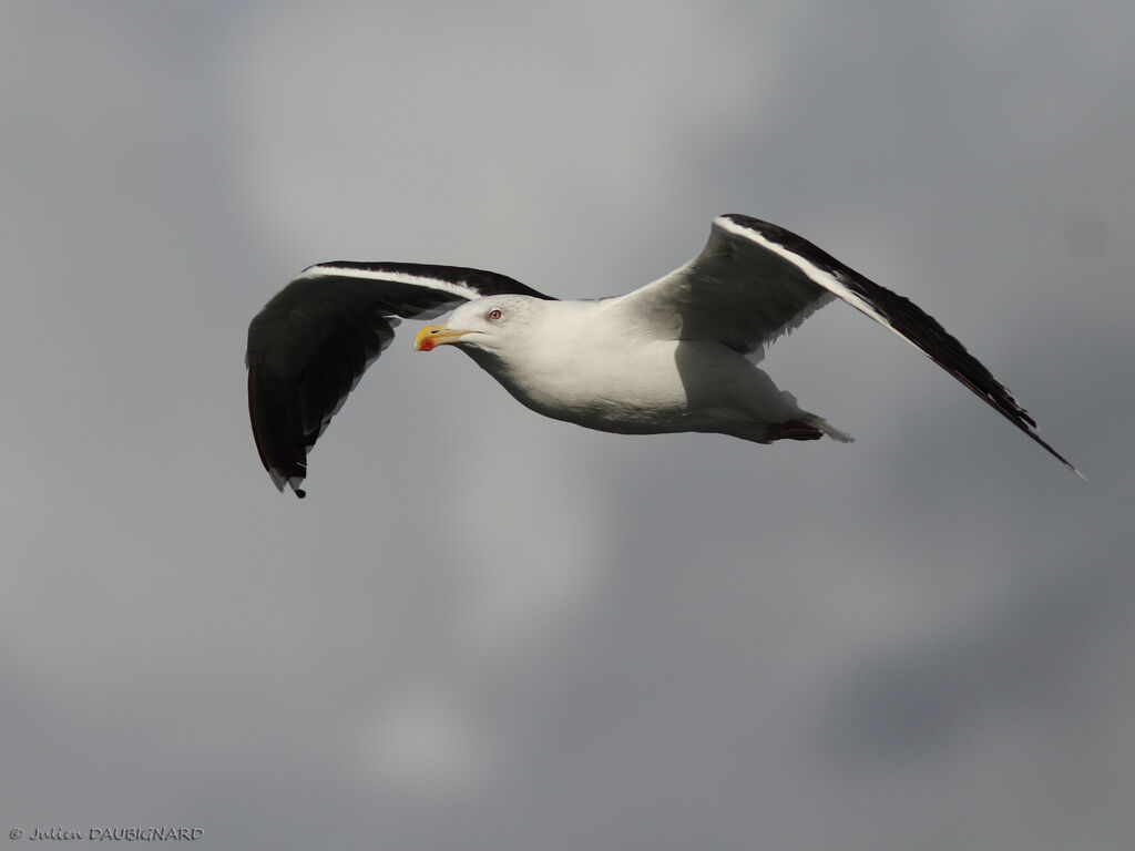 Great Black-backed Gulladult, Flight