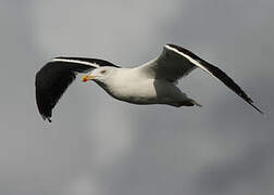 Great Black-backed Gull