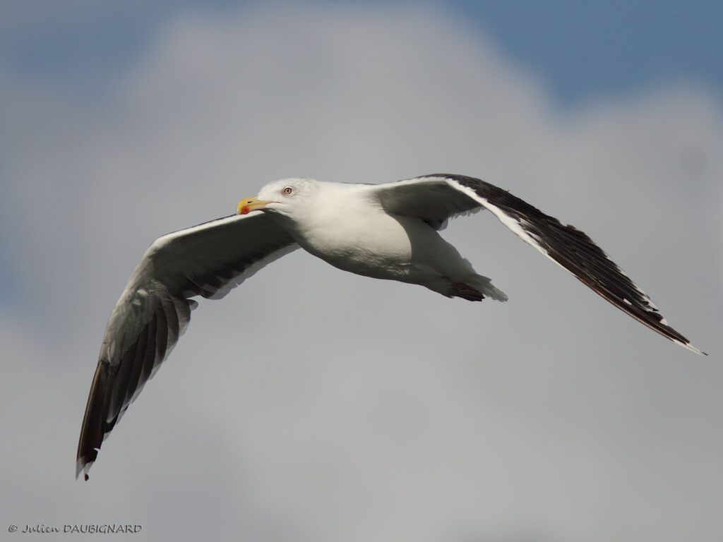 Great Black-backed Gulladult, Flight