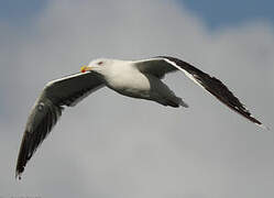 Great Black-backed Gull