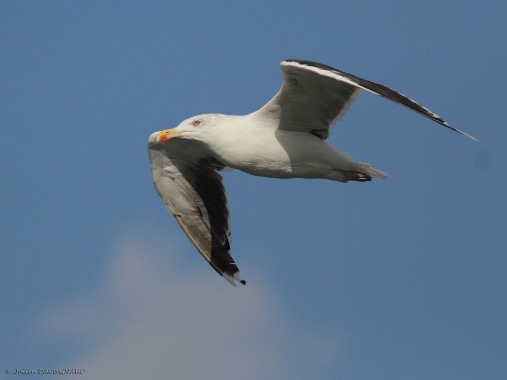 Great Black-backed Gulladult, Flight