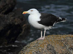 Great Black-backed Gull