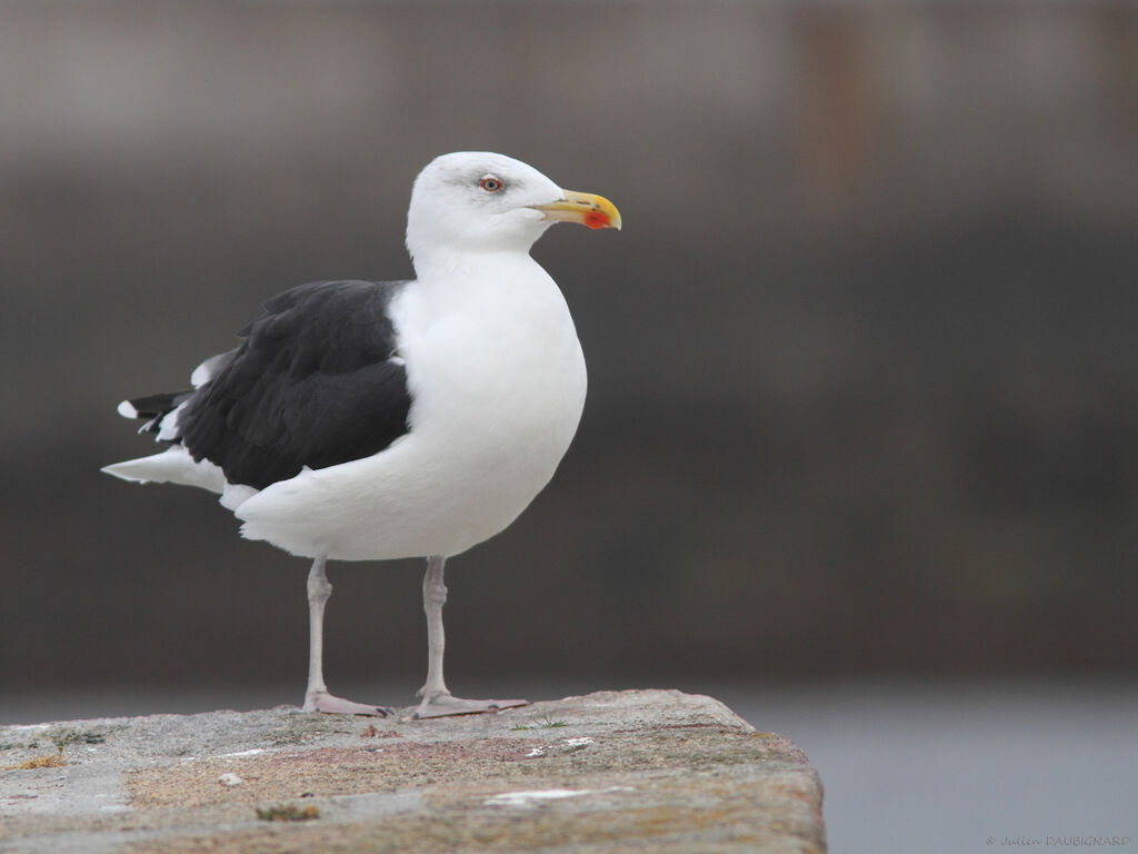 Goéland marinadulte, identification