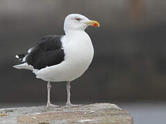 Great Black-backed Gull