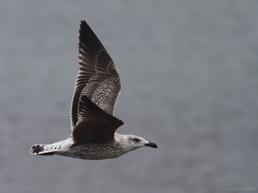 Great Black-backed GullFirst year, identification