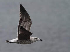 Great Black-backed Gull