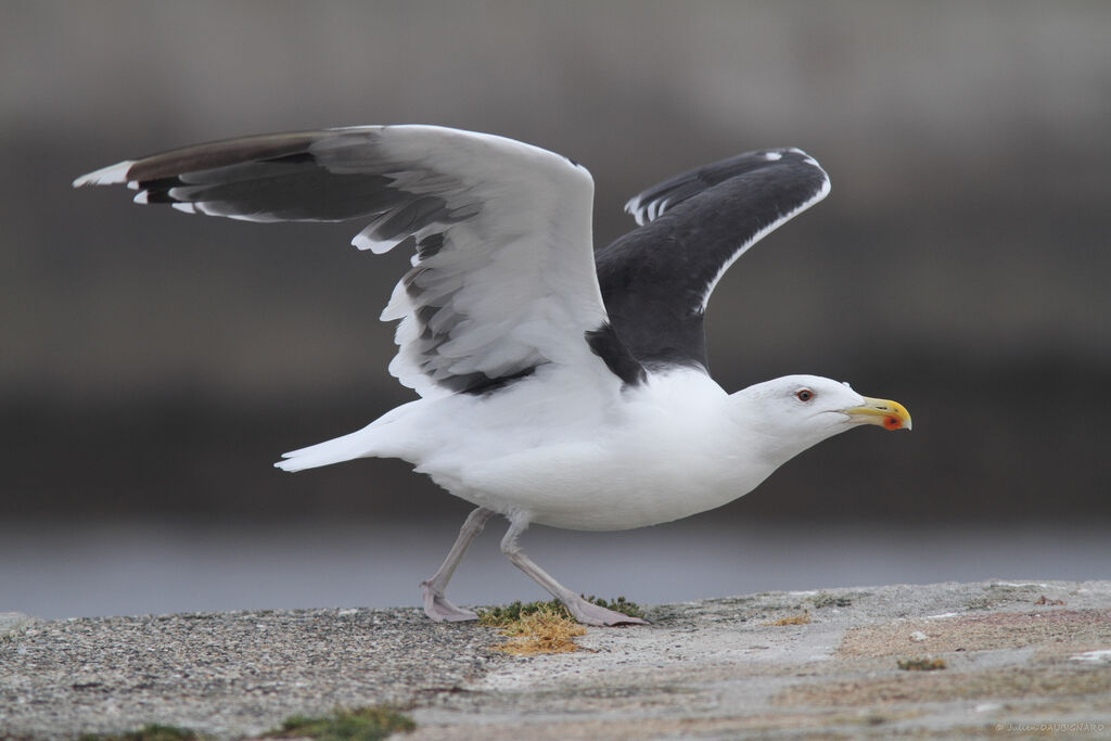 Great Black-backed Gulladult, identification