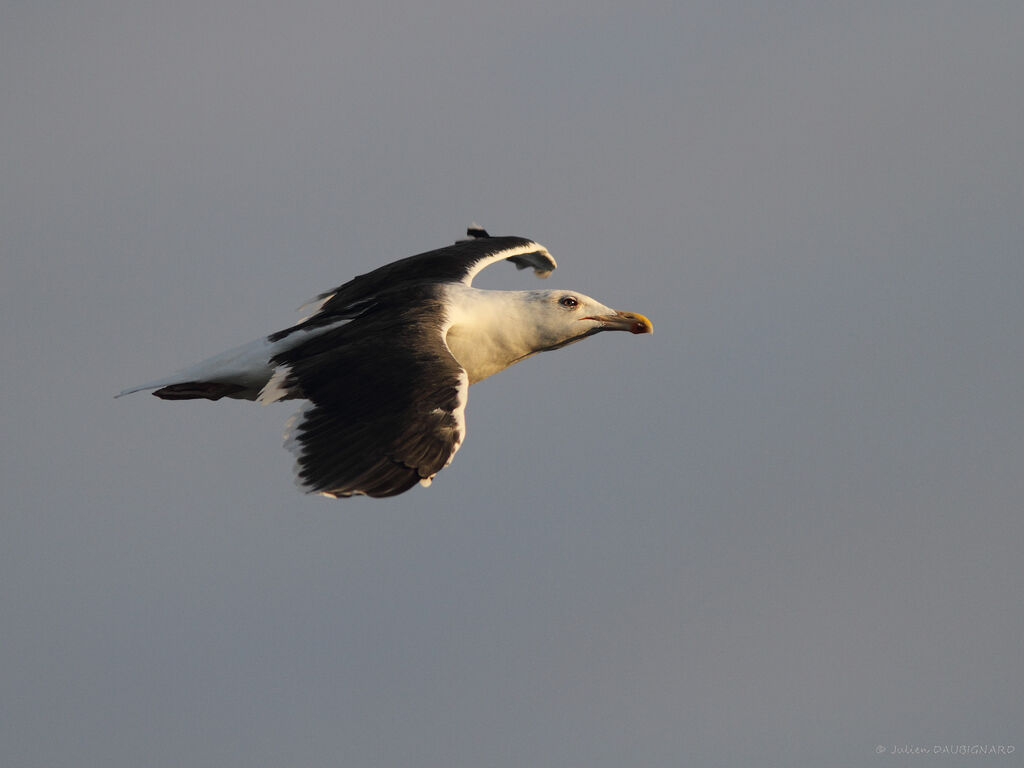 Great Black-backed Gulladult, Flight