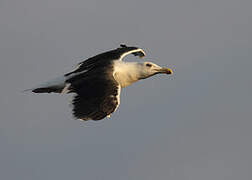 Great Black-backed Gull