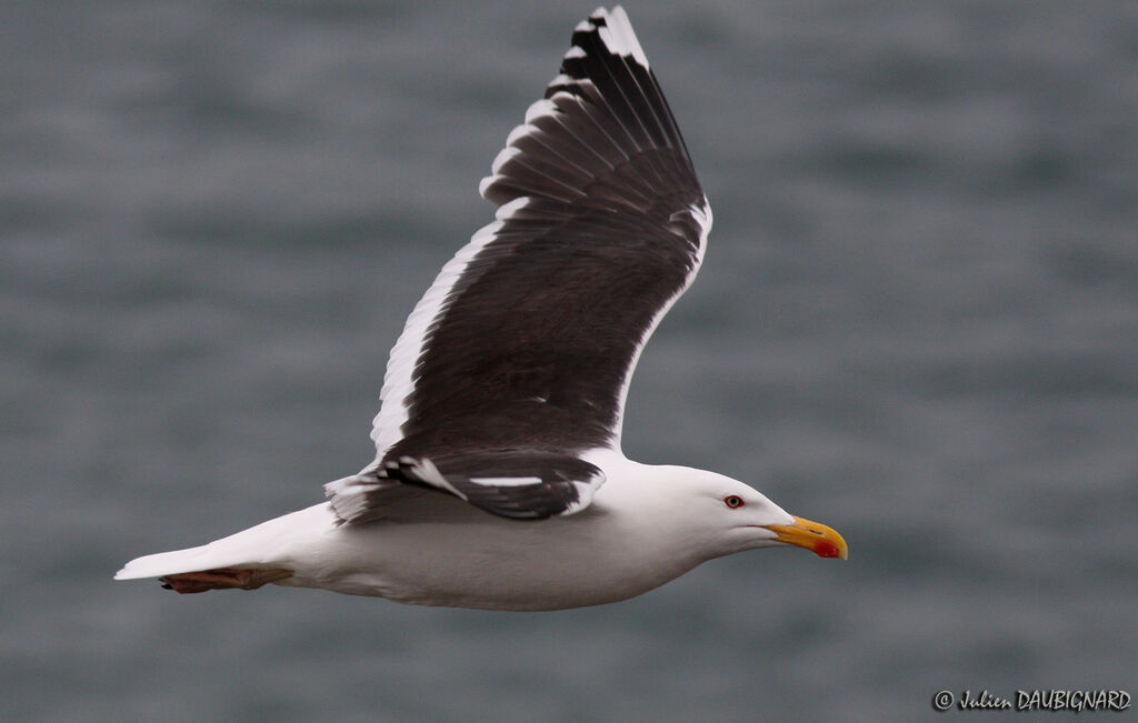 Great Black-backed Gull, Flight