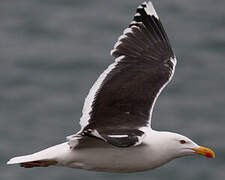 Great Black-backed Gull