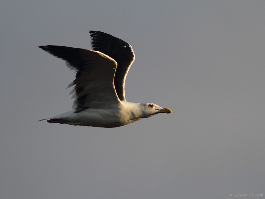 Great Black-backed Gulladult, Flight