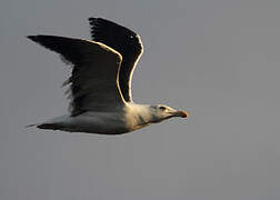 Great Black-backed Gull