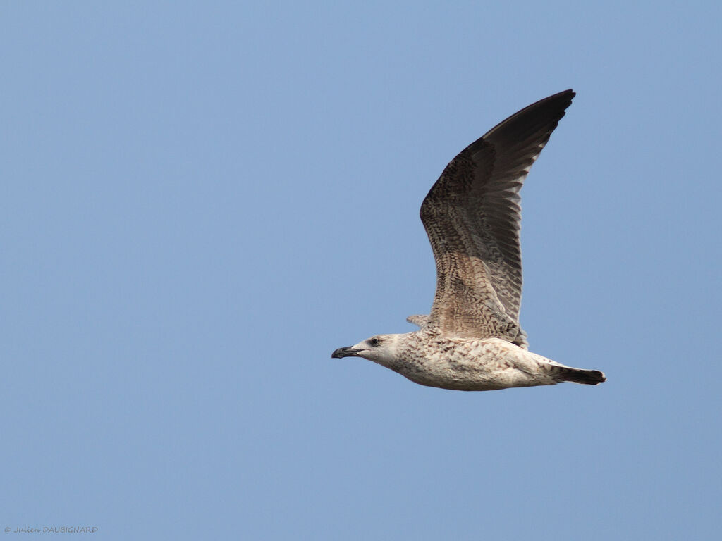 Great Black-backed GullFirst year, Flight