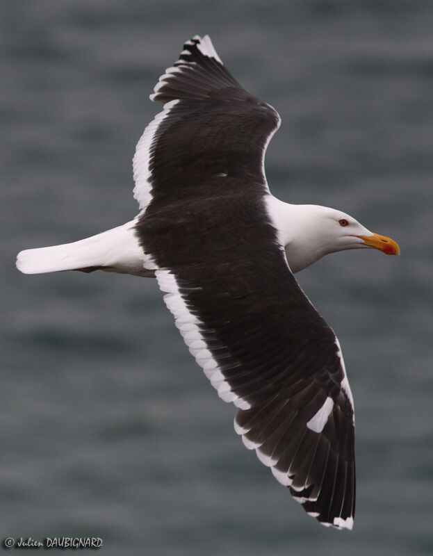 Great Black-backed Gulladult, Flight