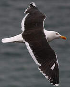 Great Black-backed Gull