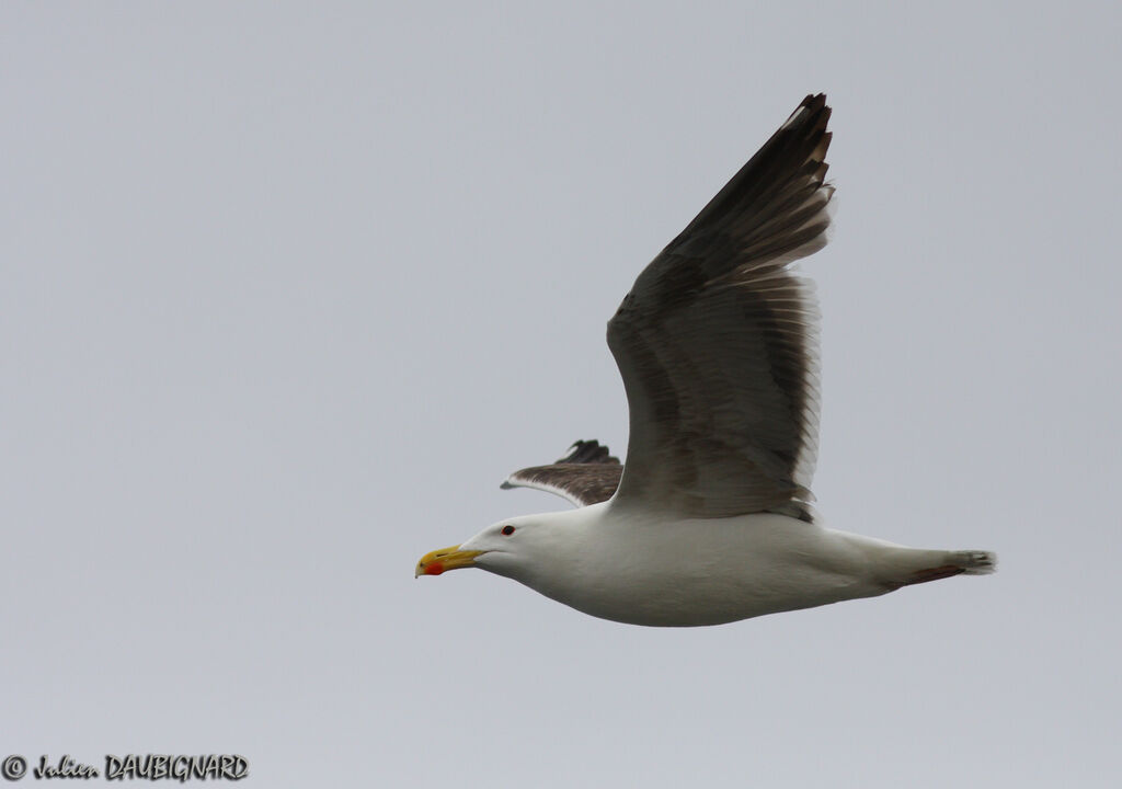 Great Black-backed Gulladult, Flight