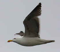 Great Black-backed Gull