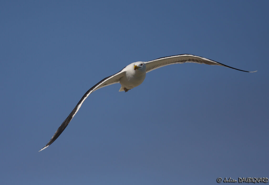 Great Black-backed Gulladult, Flight