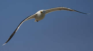 Great Black-backed Gull