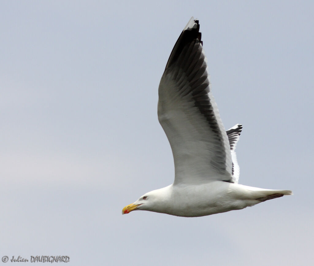 Great Black-backed Gulladult, Flight