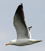 Great Black-backed Gull