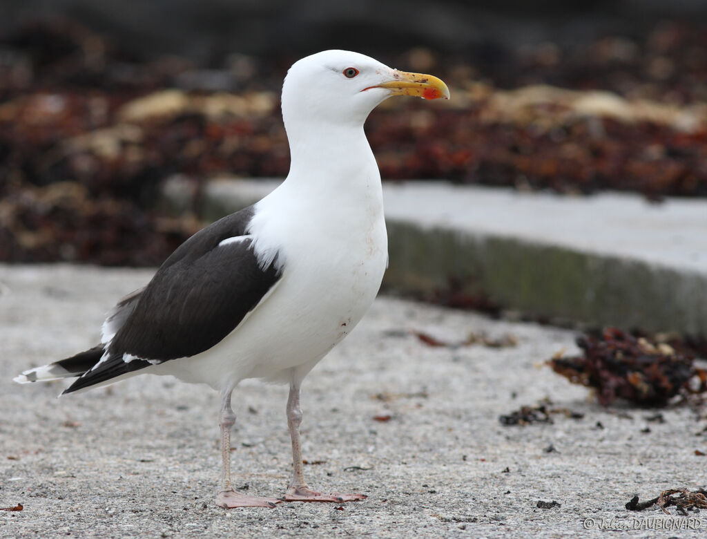 Goéland marinadulte, identification