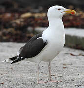 Great Black-backed Gull