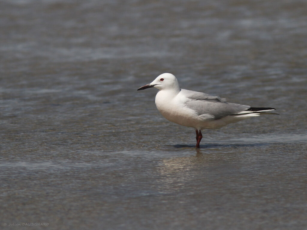 Slender-billed Gulladult, identification