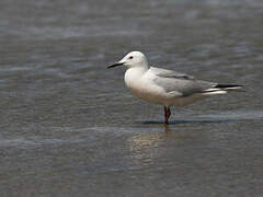 Slender-billed Gull