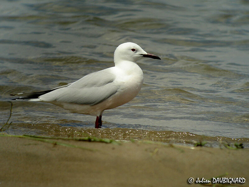 Slender-billed Gull