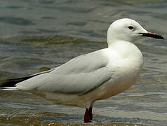 Slender-billed Gull