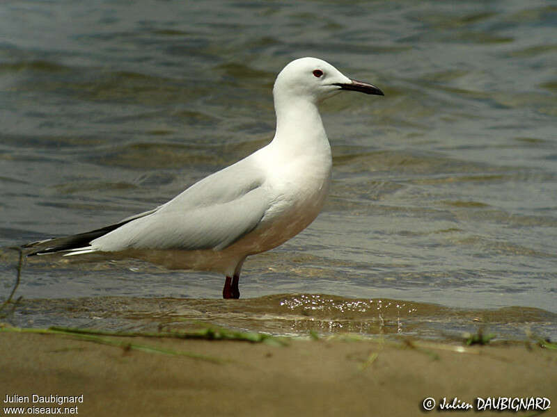 Slender-billed Gulladult breeding, identification