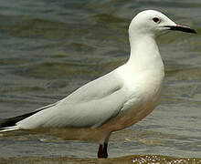 Slender-billed Gull