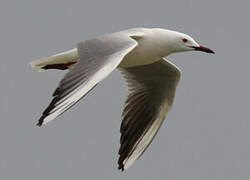 Slender-billed Gull