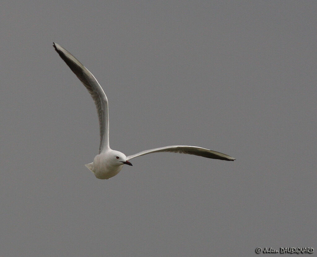 Slender-billed Gulladult, Flight