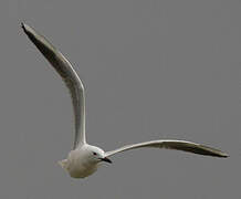 Slender-billed Gull